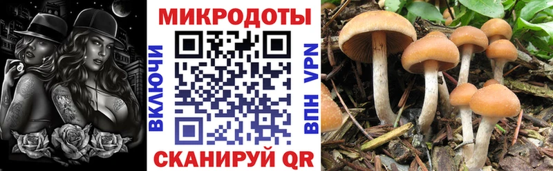 блэк спрут зеркало купить мориарти состав Псилоцибиновые грибы Psilocybe Ессентуки